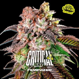 Critical +2 > BSF Seeds